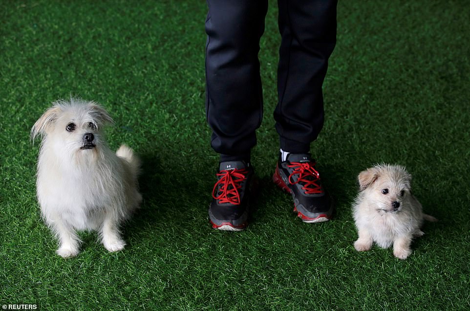 He Jun poses with his dogs, nine-year-old Juice and its two-month-old clone, at his pet resort in Beijing on November 26