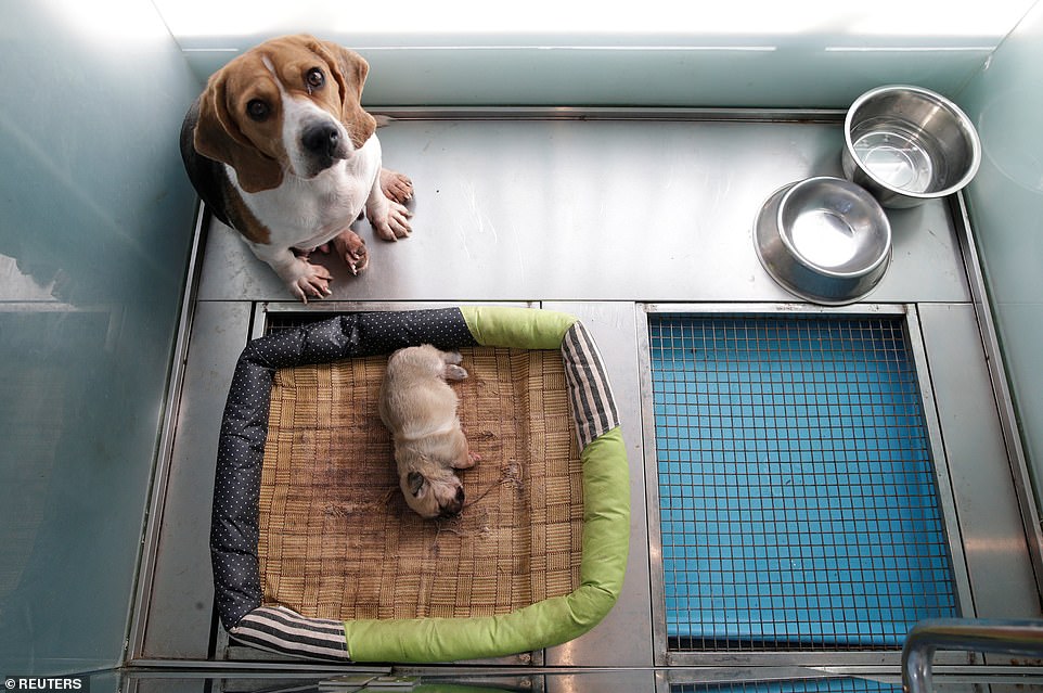 A Beagle which is the surrogate mother of the 24 day-old clone of Juice shares an enclosure with the puppy in Sinogen