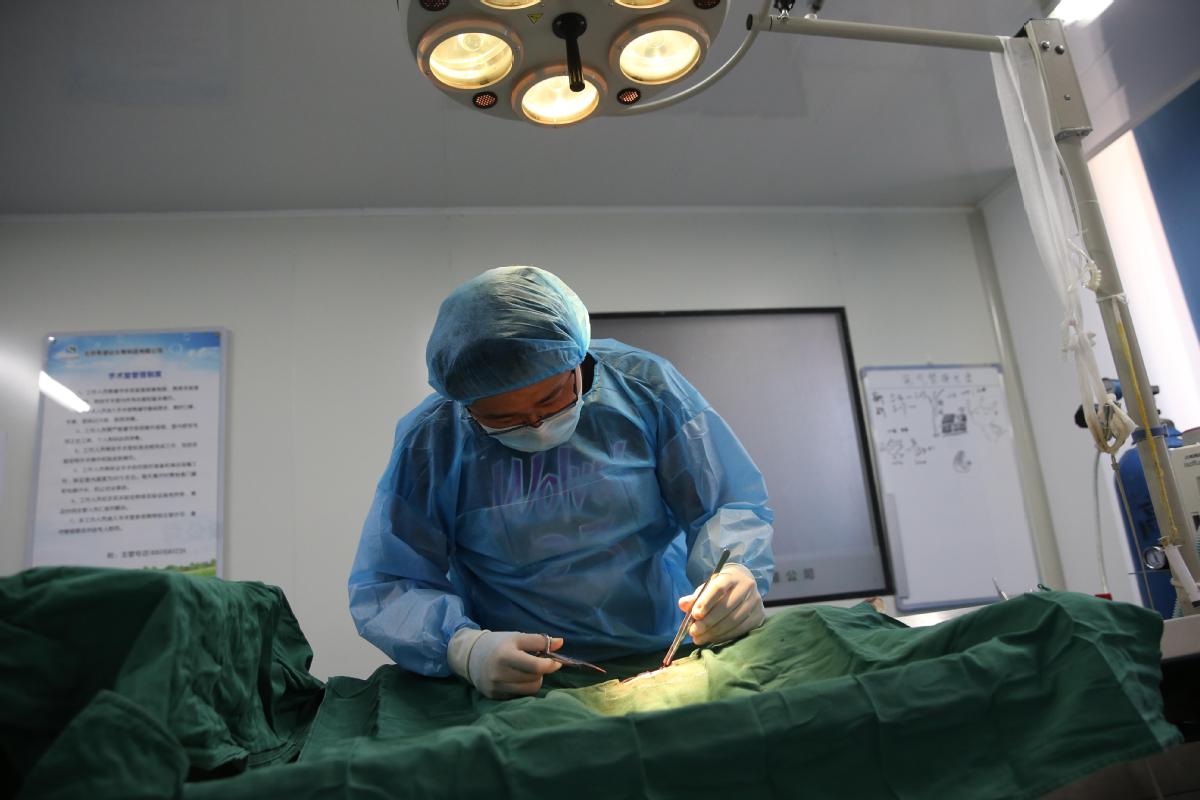 A_veterinarian_conducts_surgery_on_a_surrogate_mother_dog_at_a_lab_owned_by_Sinogene,_the_first_biotech_company_in_China_to_provide_pet-cloning_services,_in_Beijing_last_month..jpeg